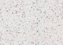 主要制造高档木质家具、胶合板等