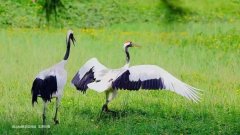 仙鹤湖湿地公墓的环境依托湿地自然景观