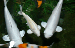 更将材料耐候性提升至25年使用寿命